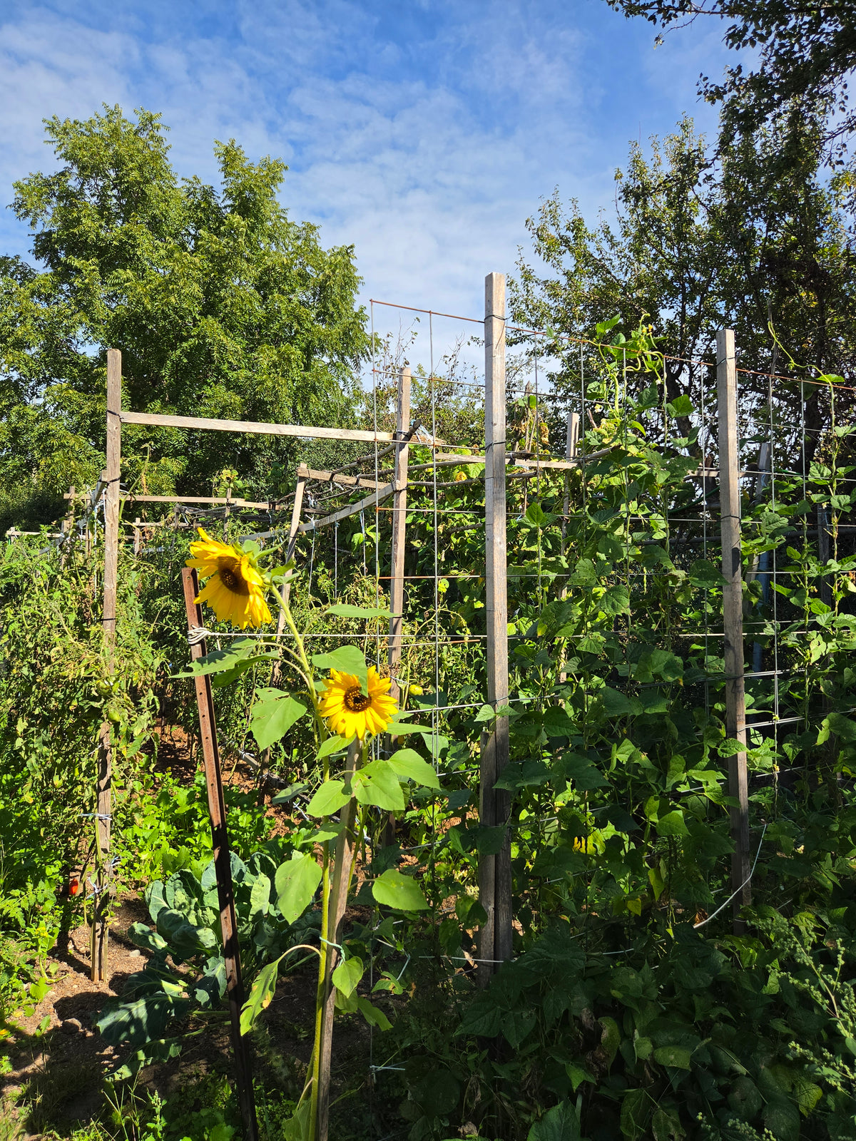 Outdoor Art Class - Ercole D'Amario Community Gardens - 3 Weeks