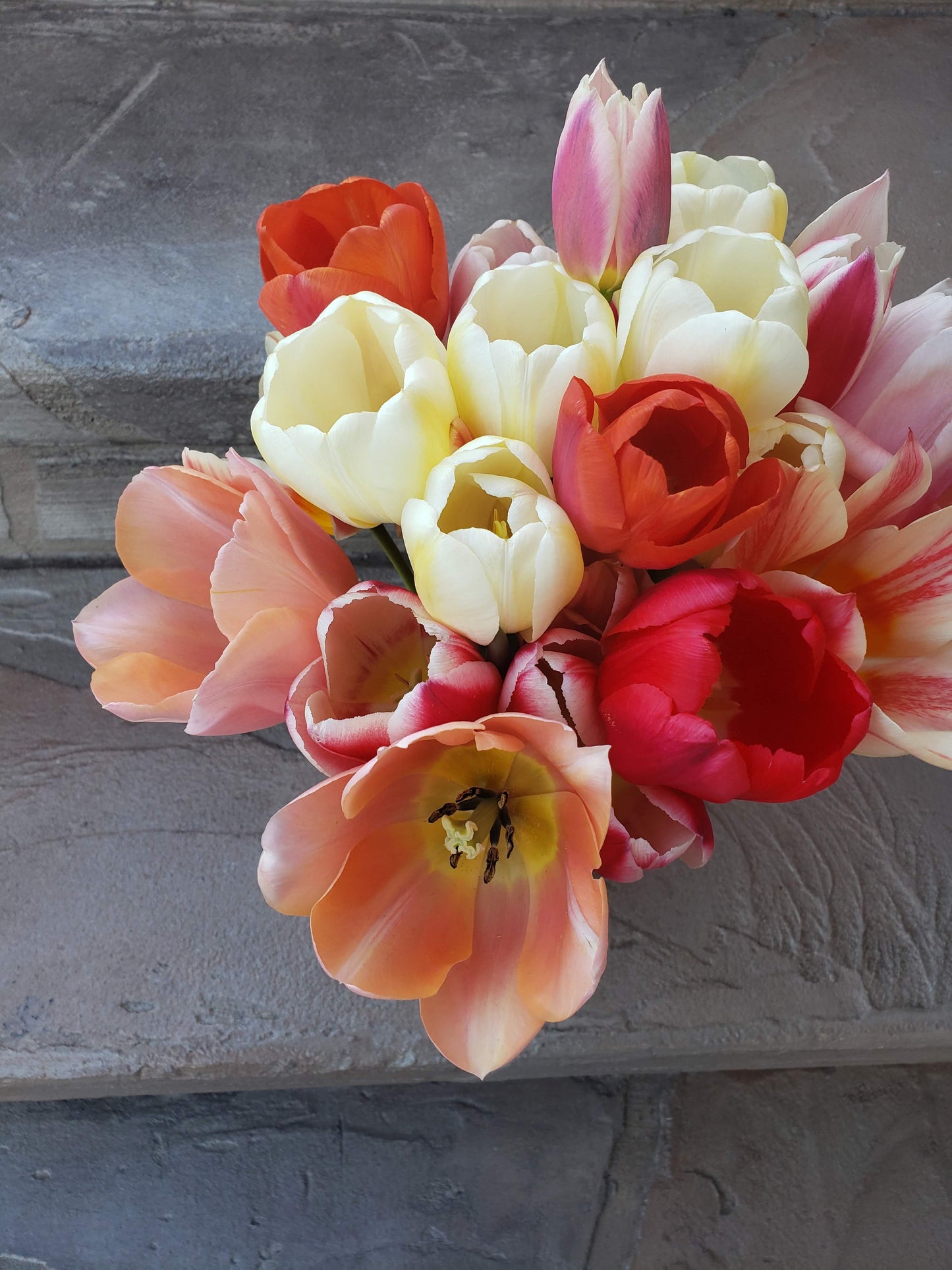 The Tulip Workshop (Spring 2027)