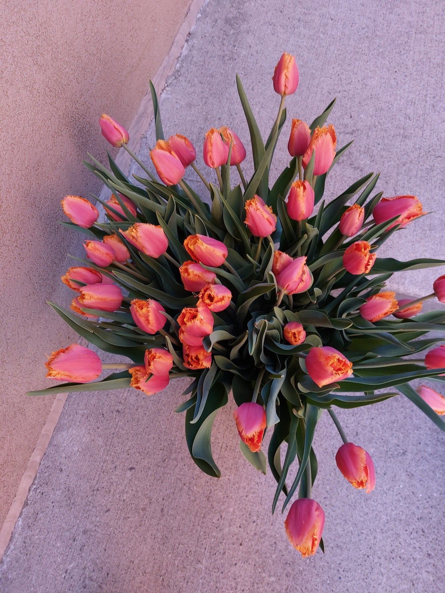 The Tulip Workshop (Spring 2027)