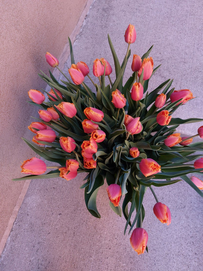 The Tulip Workshop (Spring 2027)