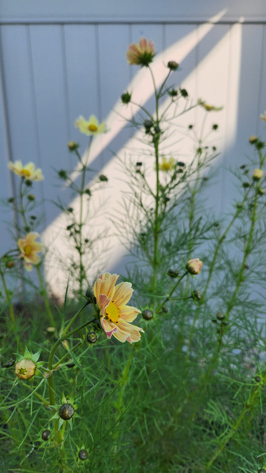 Outdoor Art Class - Ercole D'Amario Community Gardens - 3 Weeks