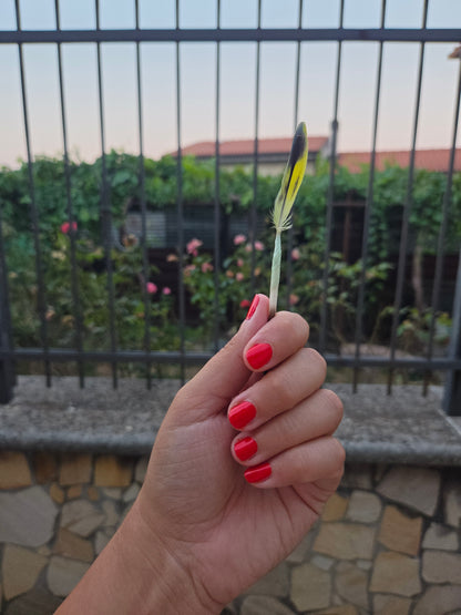 i pennelli della natura (nature's brushes)