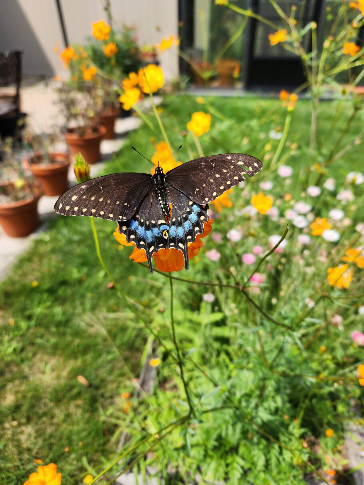 Outdoor Art Class - Ercole D'Amario Community Gardens - 6 Weeks