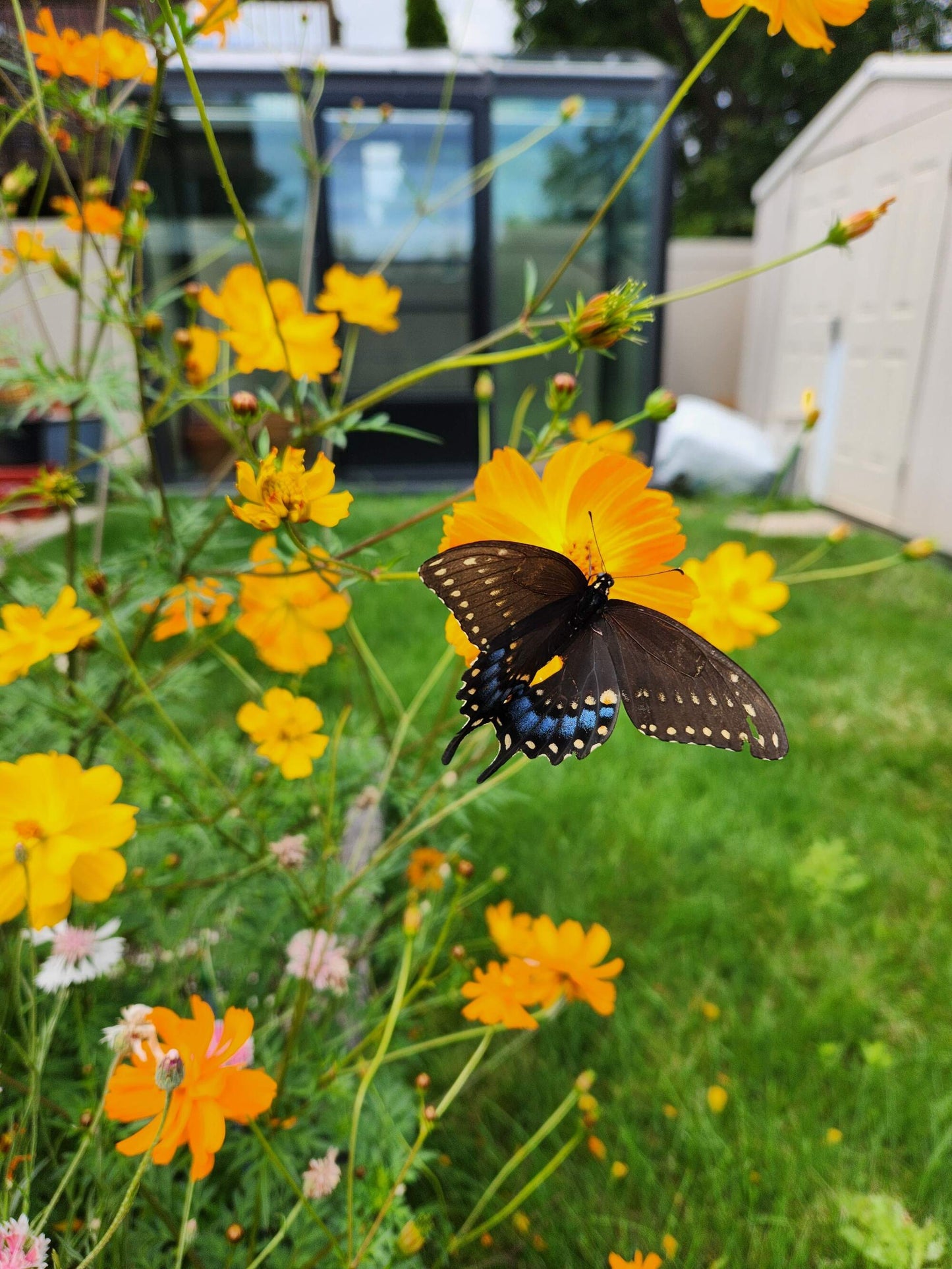 Outdoor Art Class - Ercole D'Amario Community Gardens - 6 Weeks