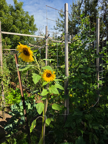 Outdoor Art Class - Ercole D'Amario Community Gardens - 3 Weeks