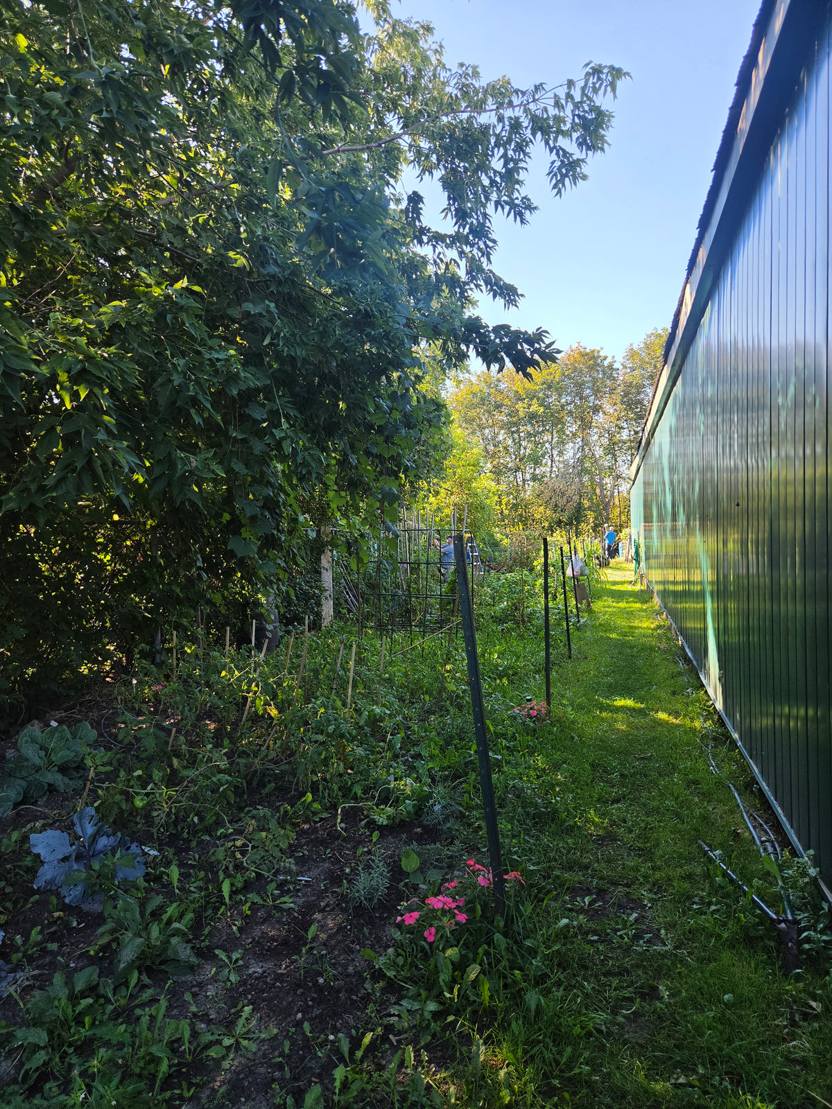 Outdoor Art Class - Ercole D'Amario Community Gardens - 3 Weeks