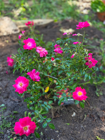 Outdoor Art Class - Ercole D'Amario Community Gardens - 3 Weeks