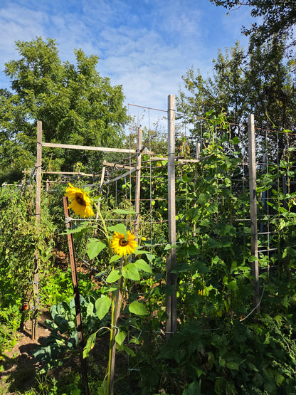 Outdoor Art Class - Ercole D'Amario Community Gardens - 3 Weeks