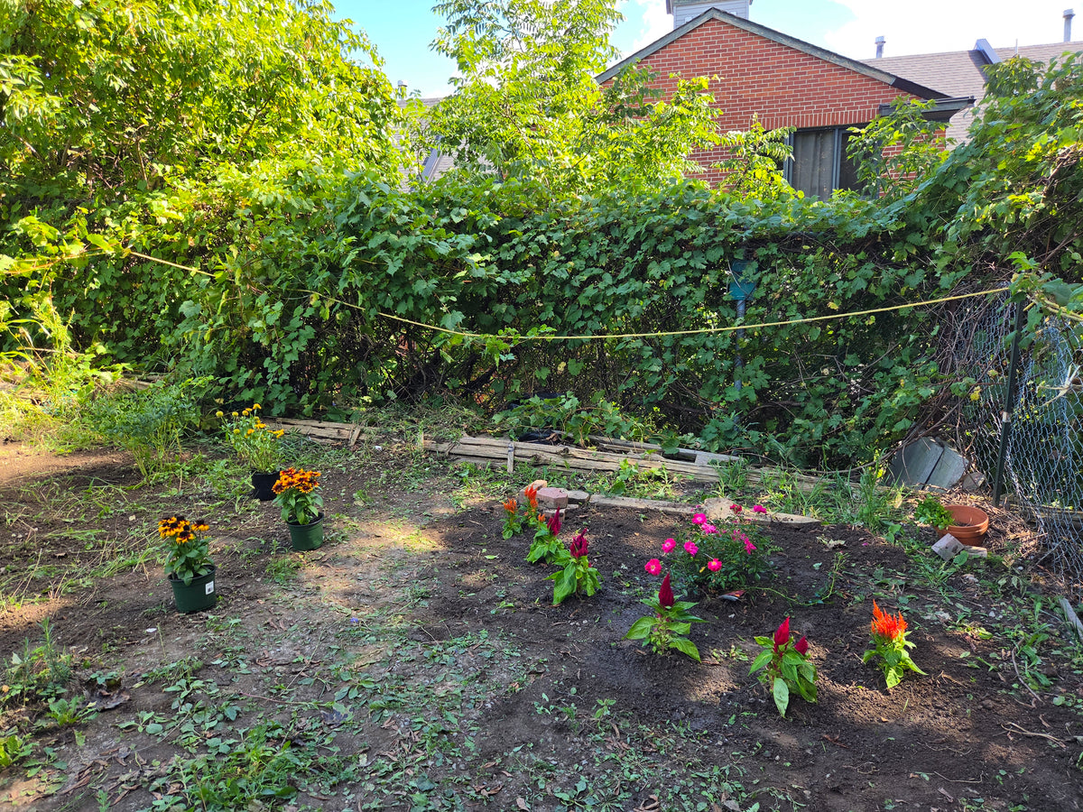 Outdoor Art Class - Ercole D'Amario Community Gardens - 3 Weeks
