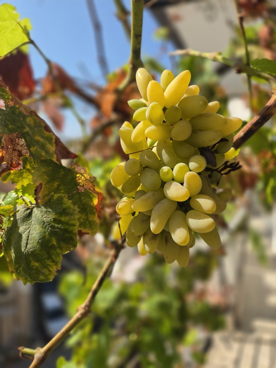 Grapes ripening on the vine